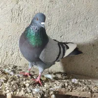 کبوتر جفت