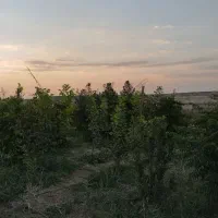 هزار متر باغچه درسن اباد