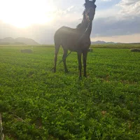 اسب مادیان کرد