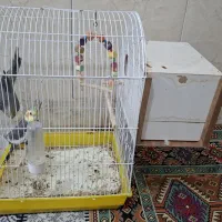 پرنده عروس باقفس