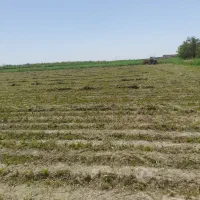 یونجه|خدمات باغبانی و درختکاری|مشهد, مهدی آباد|دیوار