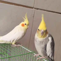 عروس هلندی