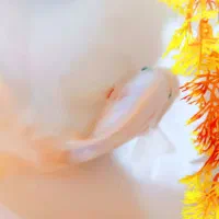 دو ماهی پرت
