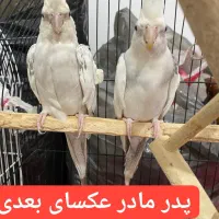 عروس آلبینو