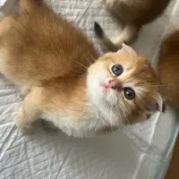 گربه های بغلی و مهربون
