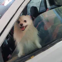 سگ پامر