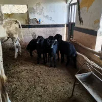 بره ماده قره قزل