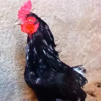 خروس لاری