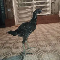 جوجه لاری