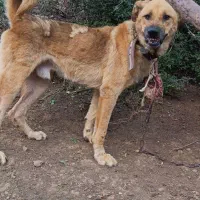 سگ نگهبان سفت سراب برای ویلا خانه باغ نگهبان سفت