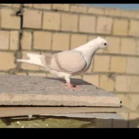 جوجه کبوتر نباتی