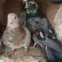 کبوتر