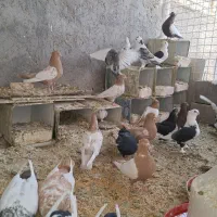 کبوتر