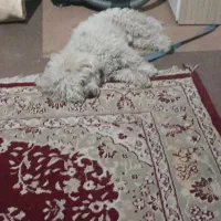 سگ نر برای جفتگیر