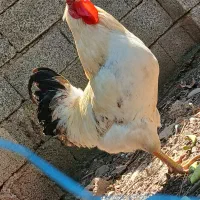 مرغ و خروس محلی