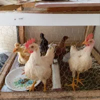 ۶ تا جوجه دو تاش کامل بزرگ شده
