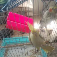 عروس هلندی نر ماده