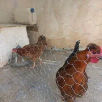 مرغ تخمگذار