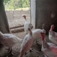 بوقلمون کاملا ارگانیک و سالم۳-۴ماهه
