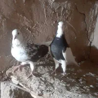کبوتر
