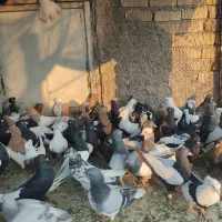کفتر رنگی