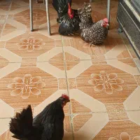 فروش مرغ و خروس چاپنیز