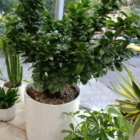 بنسای