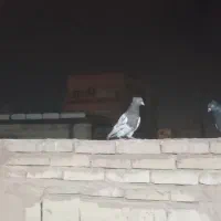 کبوتر کله هفت‌رنگ با سینه سیاه