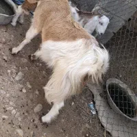 بز نژاد دار