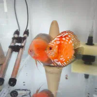 ماهی دیسکس سایز کوچیک