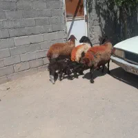 فروش میش زائده بره نر