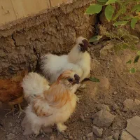 خروس پر پا