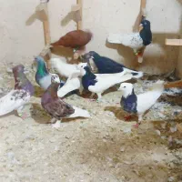 کفتر  بهبونی هوای