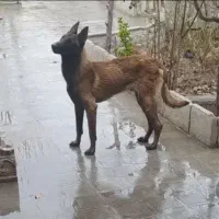 مالینویز نر