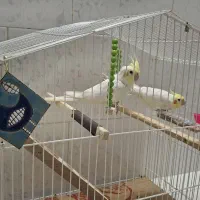 یک جفت عروس هلندی نر و ماده سخنگو