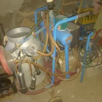 شیردوش درحدنو درجه یک