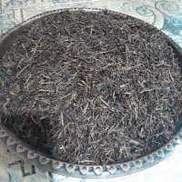 چای معطر گیلان (رودسر)