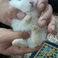 خرگوش تمام لوپ پشمالو نانازی