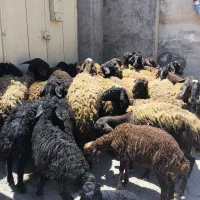 میش بره