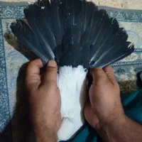 کفتر|پرنده|قم, قلعه کامکار|دیوار