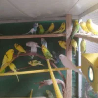 مرغ عشق