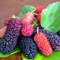 توت قرمز
