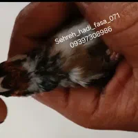 سهره زاغ پلاک پا متولد قفس وچونه سفید