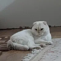گربه نر و ماده
