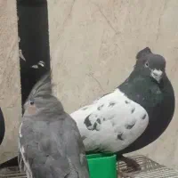 نر سینه ای کاکل