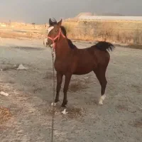 کره نریان بسیار پرخون (قیمت توافقی هست)