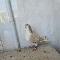 نر دوبال ۲ عدد