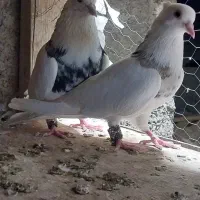 طوقی،دم گیر ،زاغ