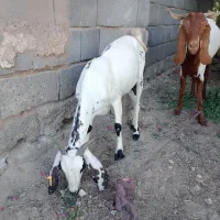 بزدقلو زا200000000