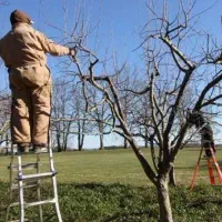 هرس کاری درخت